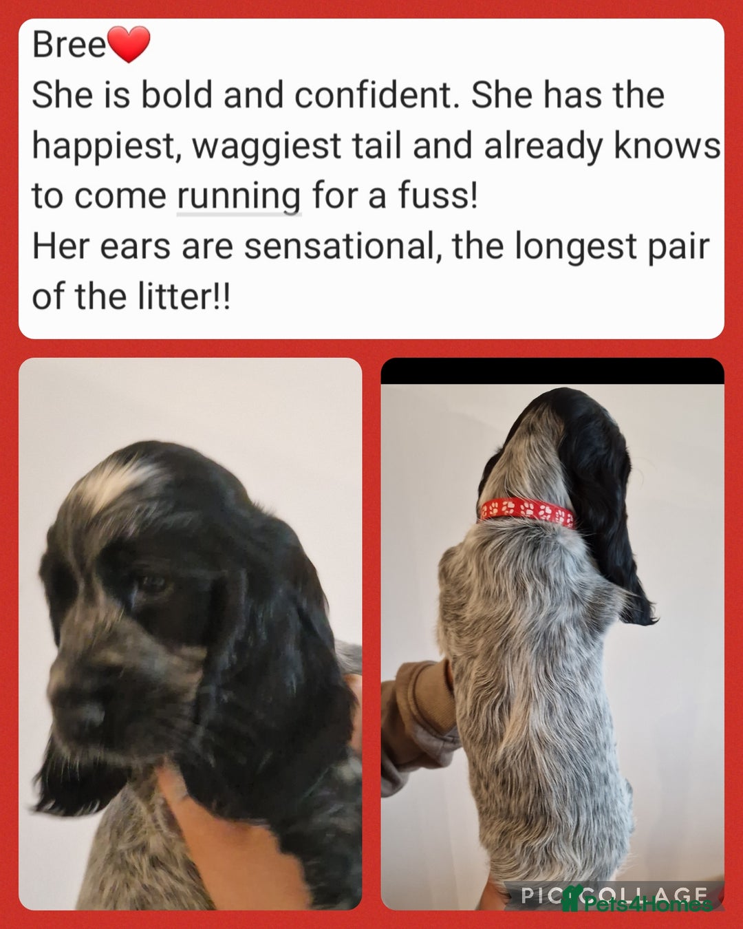 Cocker Spaniel dogs for sale: KC registered Show Type Cocker Spaniels - Image 7