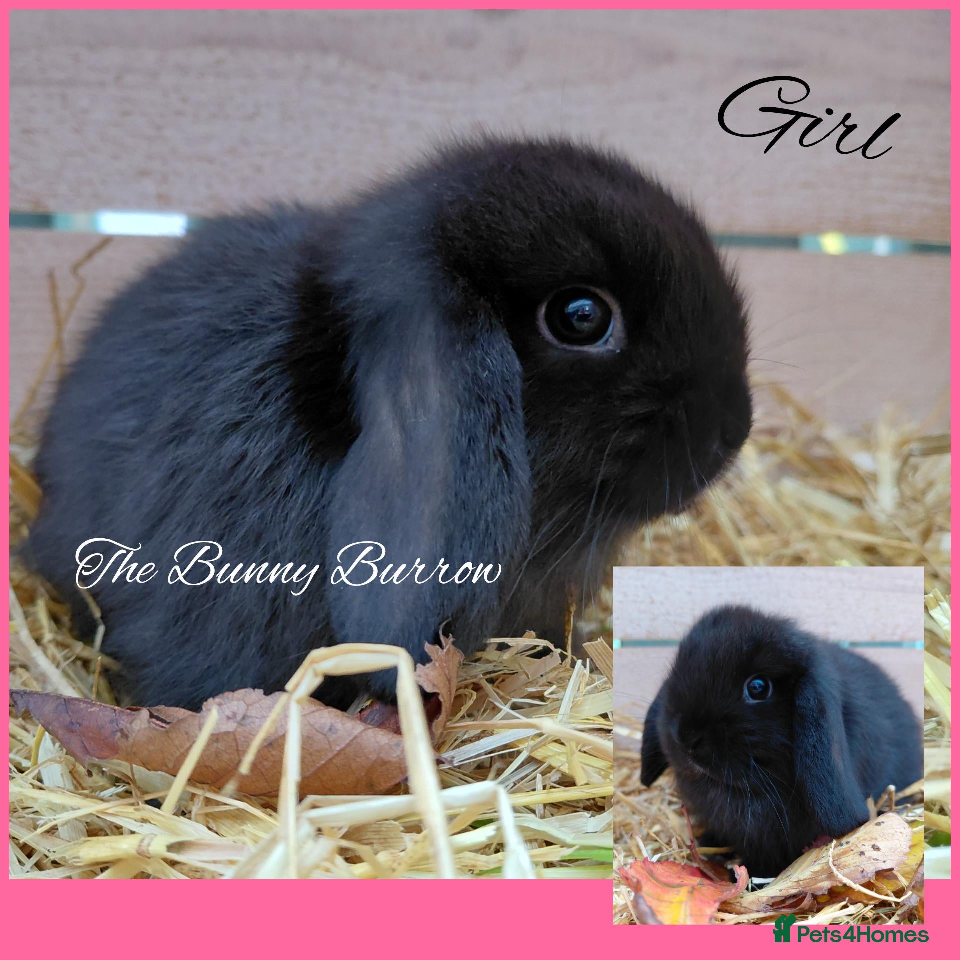 Mini Lop rabbits for sale: Mini Lops  - Advert 11