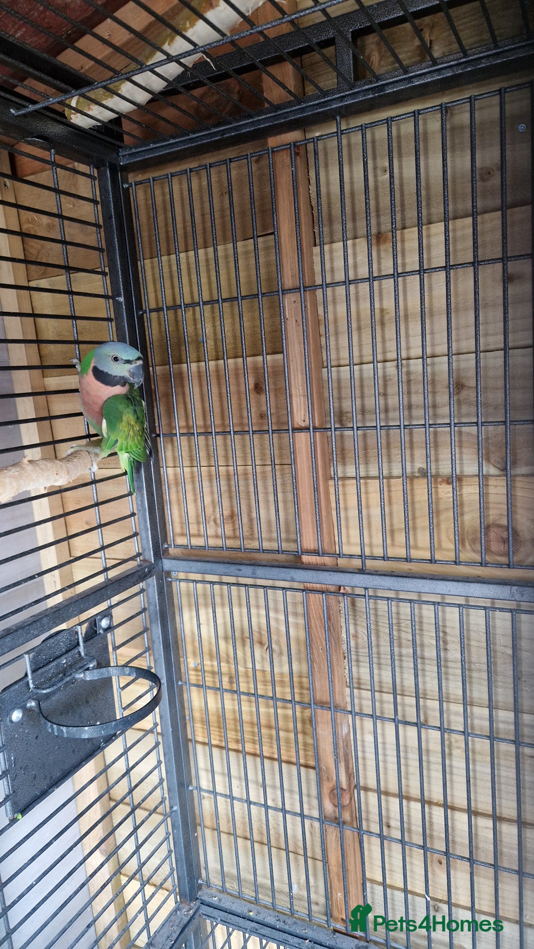 Parrots birds for sale: Moustache parrots  - Image 7