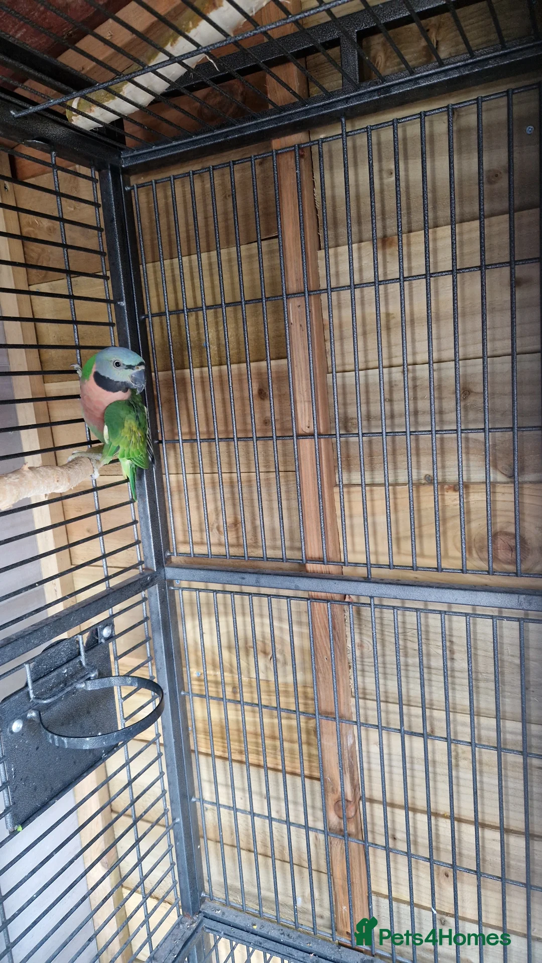 Parrots birds for sale: Moustache parrots,breeding pair &a tame cockatiel  - Advert 22