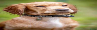 Cocker Spaniel 2