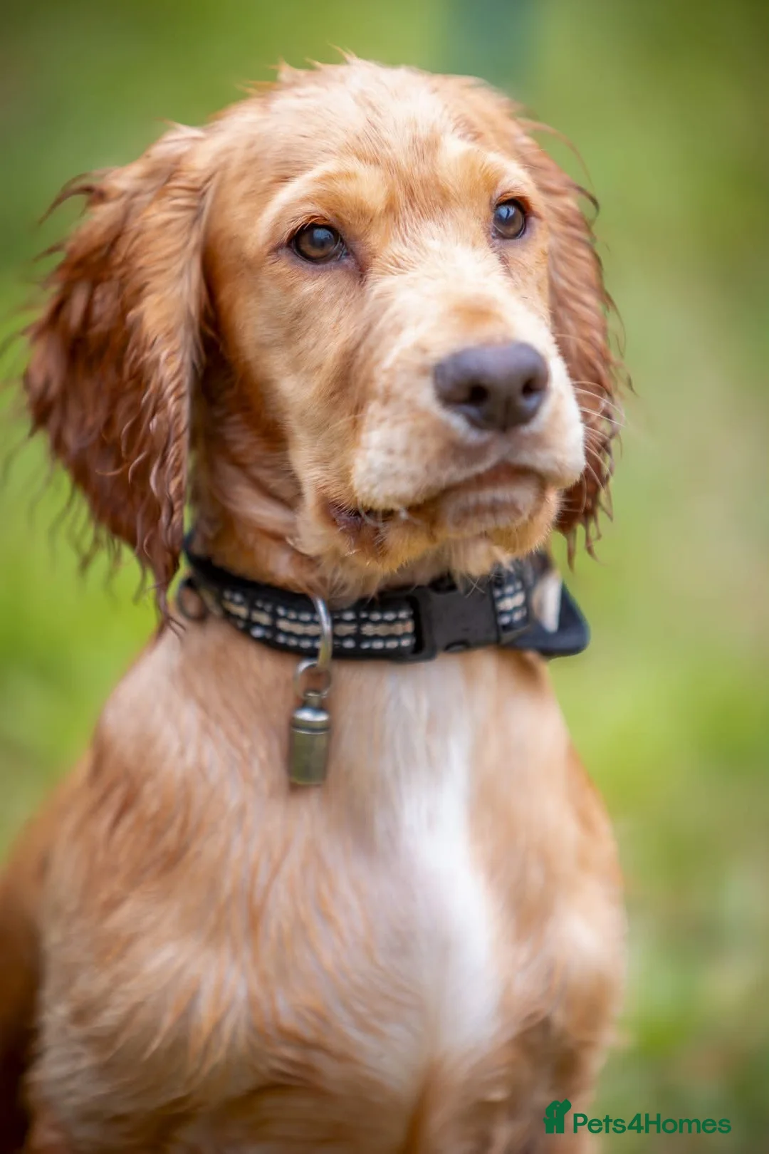 Cocker Spaniel dogs for sale: Working Cocker spaniel  - Advert 13