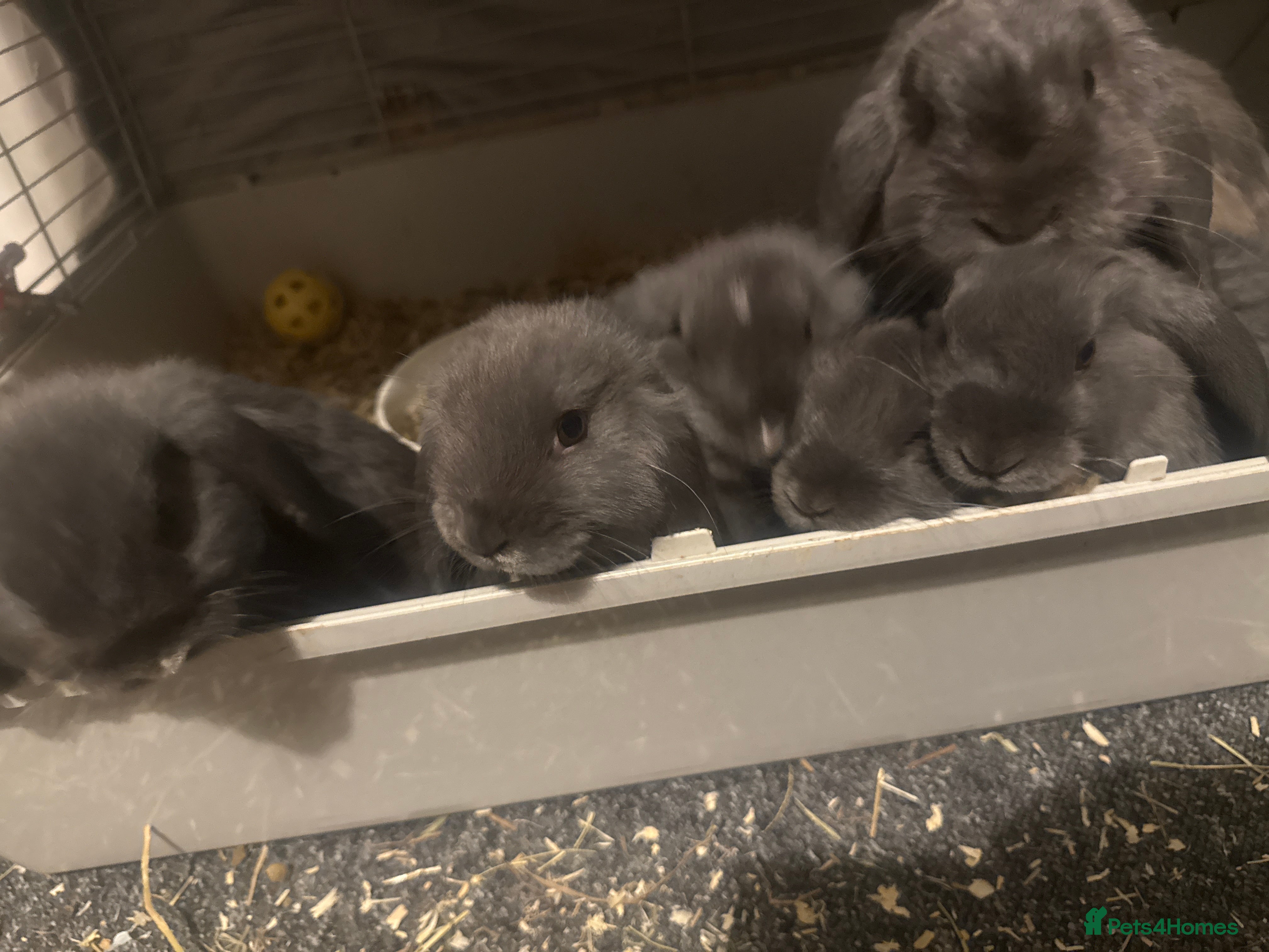 Mini Lop rabbits Mini lop rabbits  - Advert 1