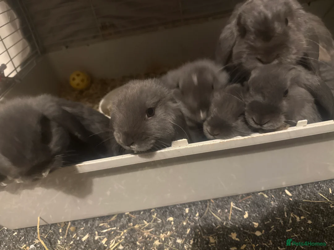 Mini Lop rabbits for sale: Mini lop rabbits  - Advert 1