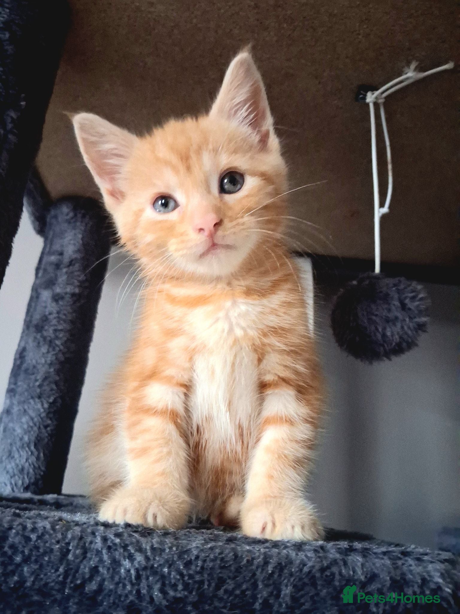 Maine Coon cats 4 maincoon babies  - Advert 18