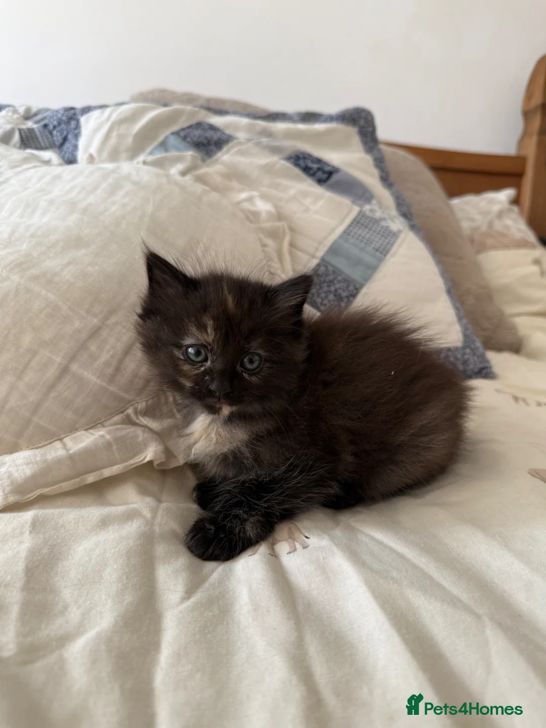 Norwegian Forest Cat cats for sale: Ragdoll cross Norwegian forest kittens  - Advert 5