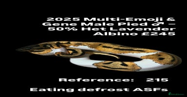 Python Snake reptiles - Advert 12