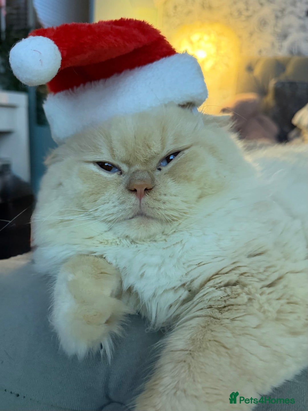 British Shorthair cats for sale: 3 Plush British shorthair kittens ❤️ - Advert 26