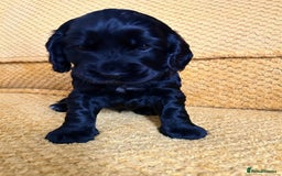Cocker Spaniel dogs for sale: Outstanding Show Cocker Spaniels DNA Tested - Image 2