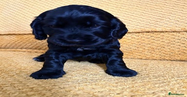 Cocker Spaniel dogs - Advert 3