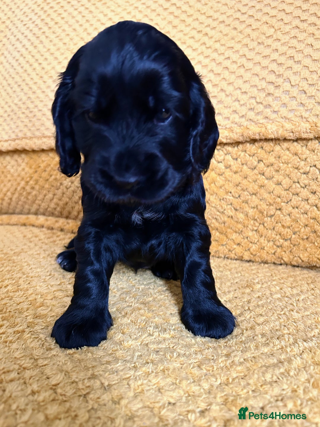 Cocker Spaniel dogs for sale: Outstanding Show Cocker Spaniels DNA Tested - Image 2