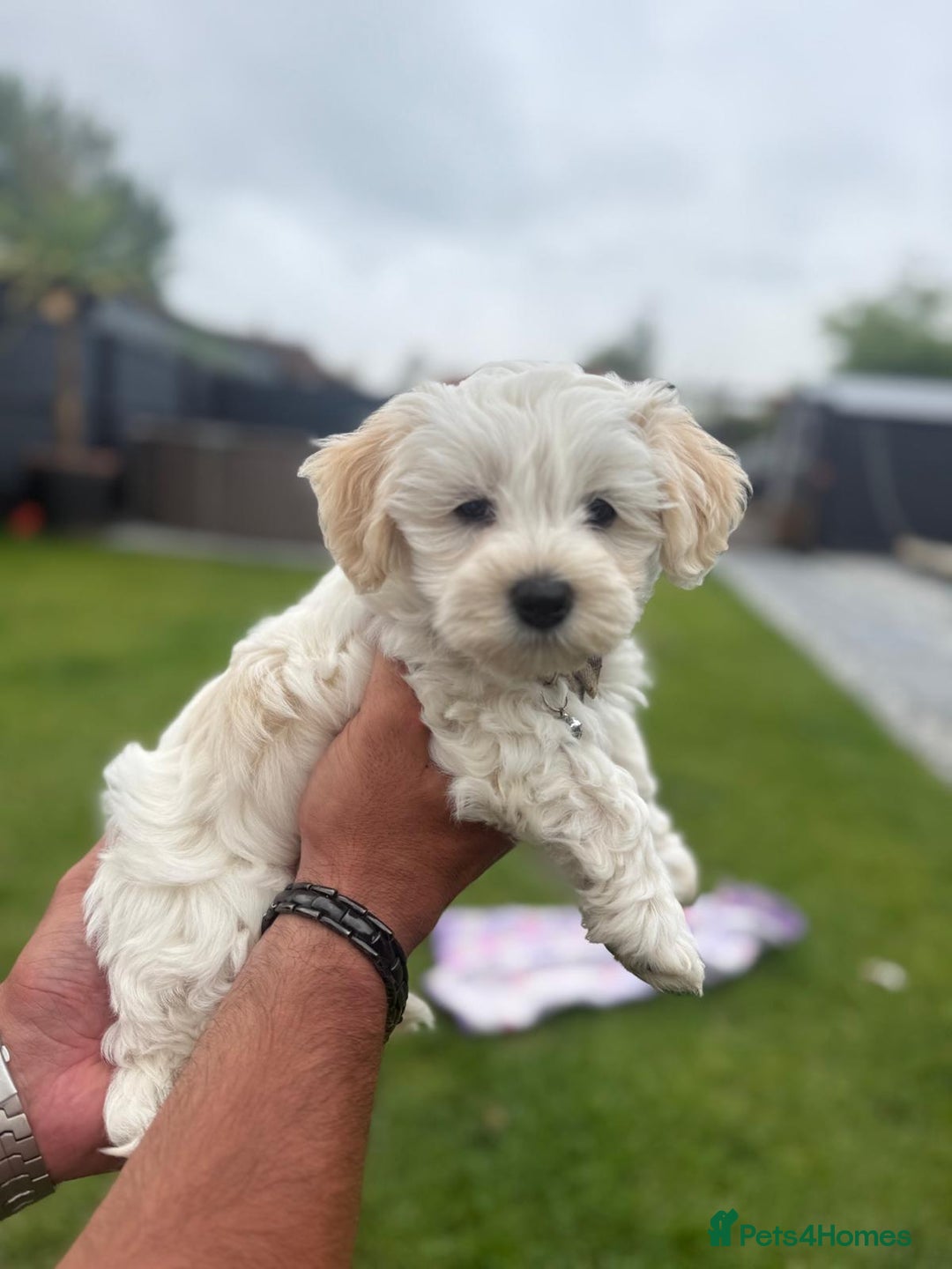 Maltipoo dogs for sale: Beautifull Maltipoo Last Boy left healthy check  - Image 8