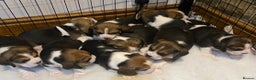 Beagle dogs for sale: Champion Bred Puppies (KC Reg) in Matlock - Advert 1