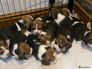 Beagle dogs Champion Bred Puppies (KC Reg) in Matlock - Advert 1