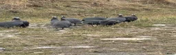 Guinea Fowl poultry for sale: Guinea Fowl - Advert 9