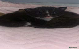 Mixed Breed cats for sale: Kitten looking for his forever home  - Image 4