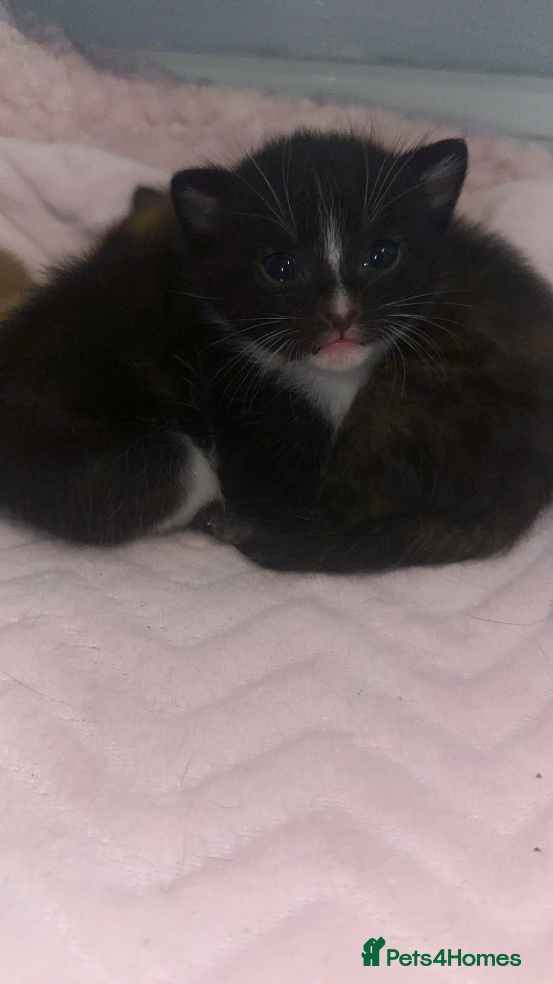 Mixed Breed cats for sale: Kitten looking for his forever home  - Image 4