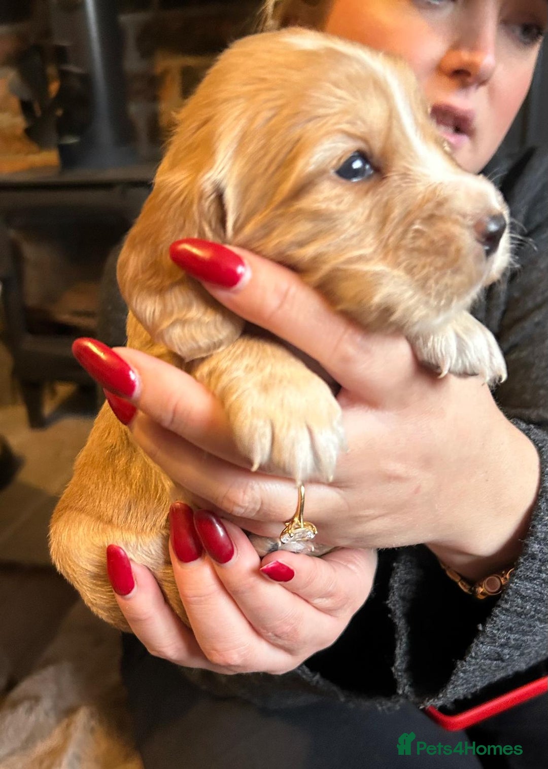 Cocker Spaniel dogs for sale: Beautiful KC reg working cocker spaniel puppies - Advert 7