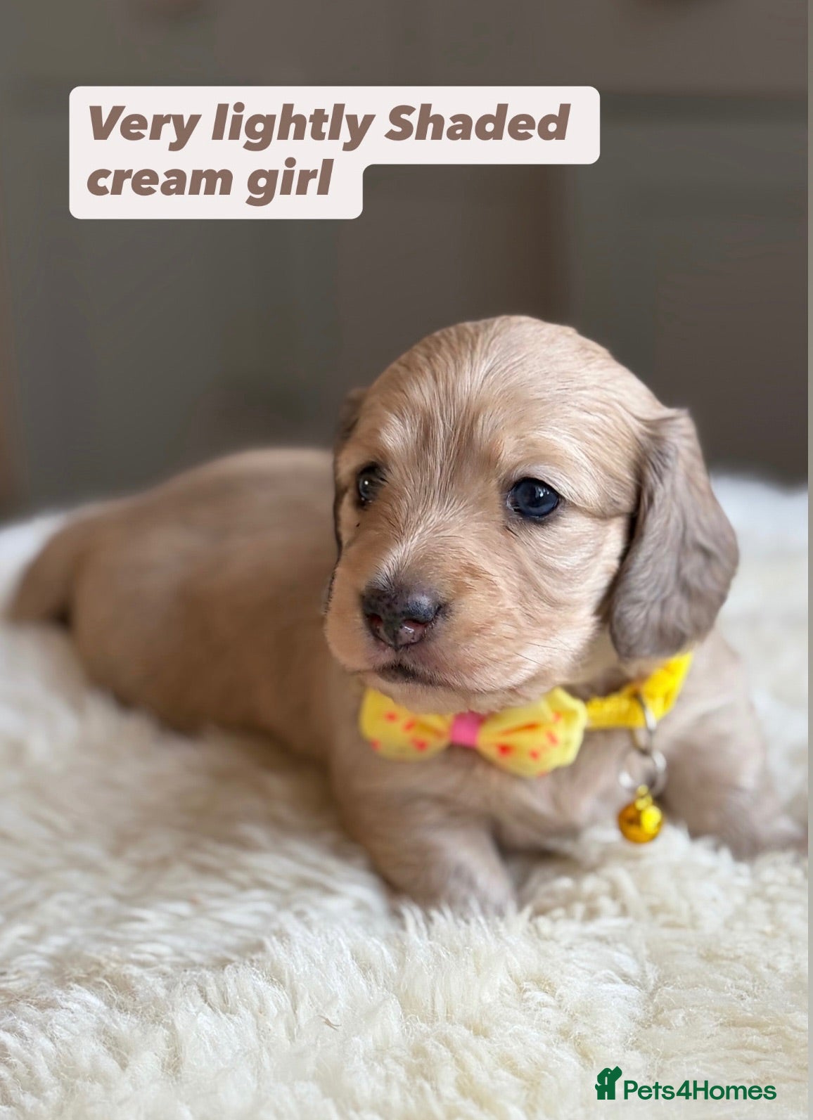 Miniature Dachshund dogs Miniature long haired cream dachshunds  - Advert 1