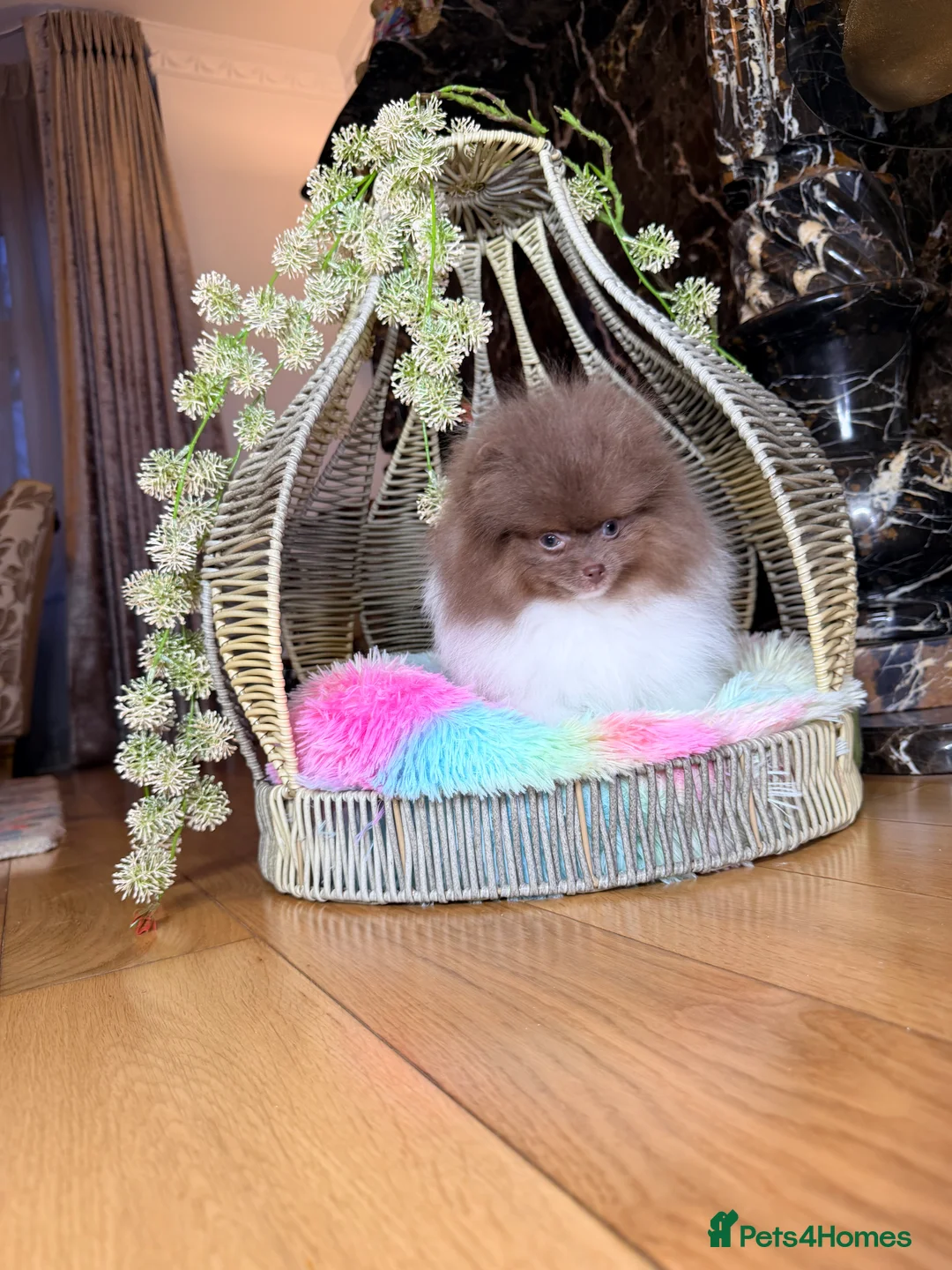 Pomeranian dogs for sale: Cute Pomeranian Boys and Girls  - Advert 32