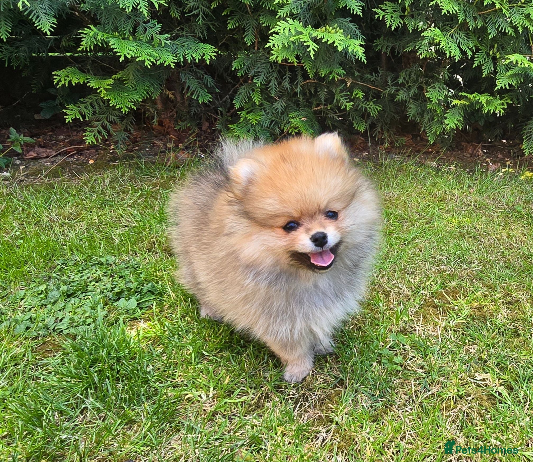 Pomeranian dogs Xclusive KC register pomeranian puppies - Advert 1