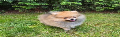 Pomeranian 1