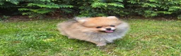 Pomeranian dogs for sale: Xclusive KC register pomeranian puppies in Edgware - Advert 1