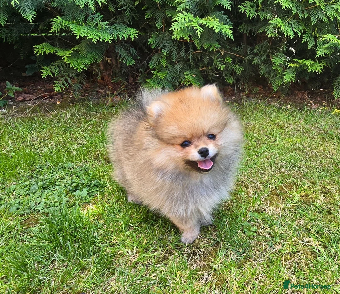 Pomeranian dogs for sale: Xclusive KC register pomeranian puppies in Edgware - Advert 1