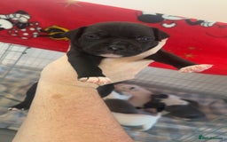 Staffordshire Bull Terrier dogs for sale: Staffordshire bull terriers  - Image 12