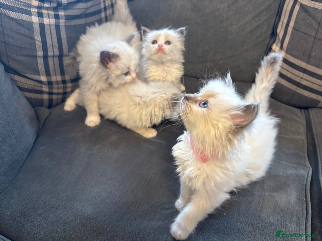 Ragdoll cats for sale: Beautiful ragdoll kittens  - Advert 2