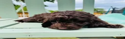 Cockapoo dogs for sale: Chocolate & chocolate Merle Cockapoo Babies 🐾🐾🐾 - Advert 6