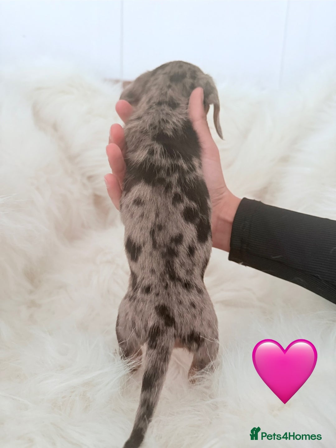 Miniature Dachshund dogs for sale: Stunning litter of Dapples 5 ⭐ Licensed Breeder - Image 7