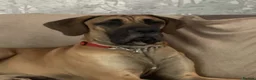 Great Dane dogs for sale: Great Dane  - Advert 2