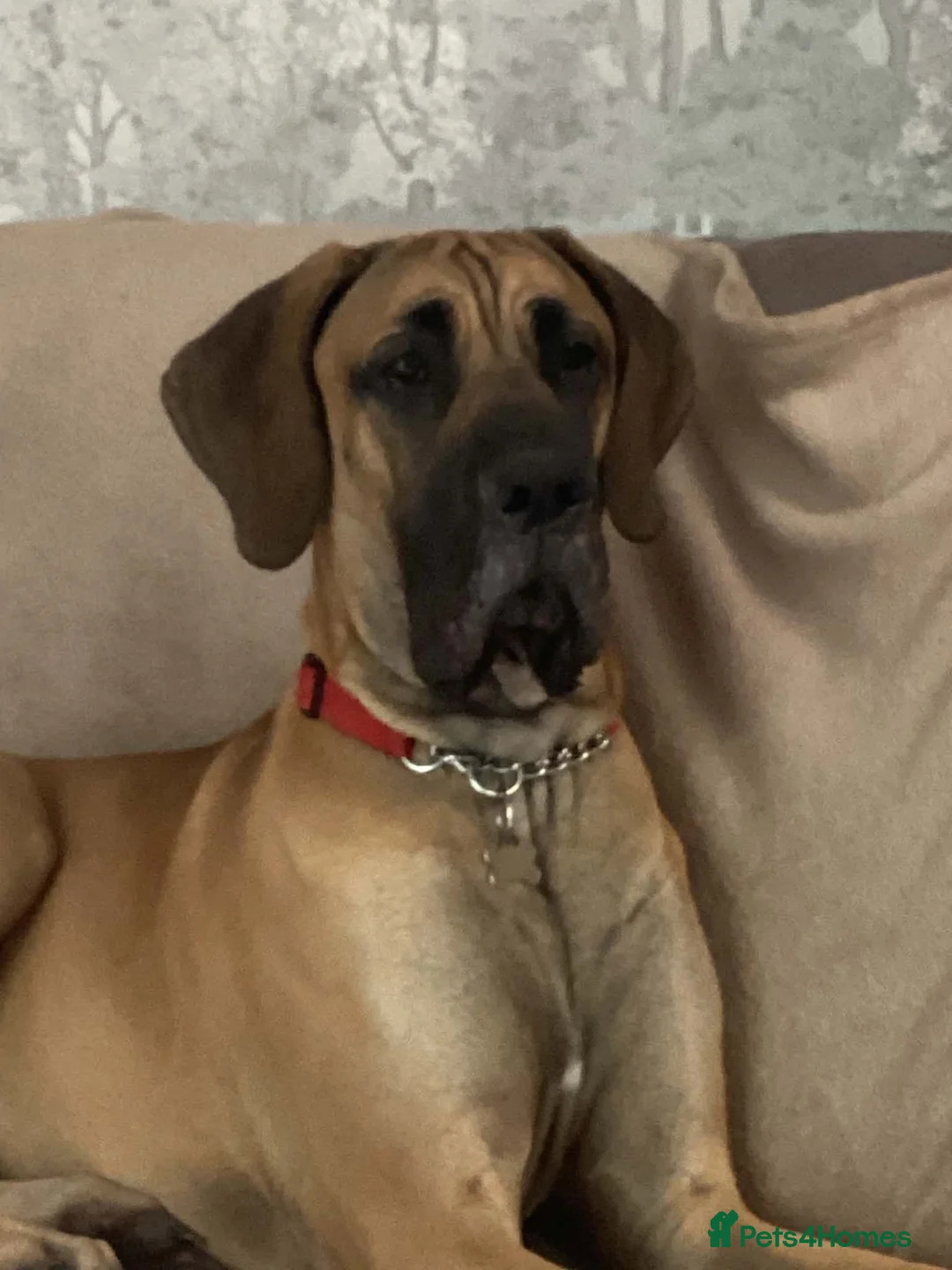 Great Dane dogs for sale: Great Dane  - Advert 2
