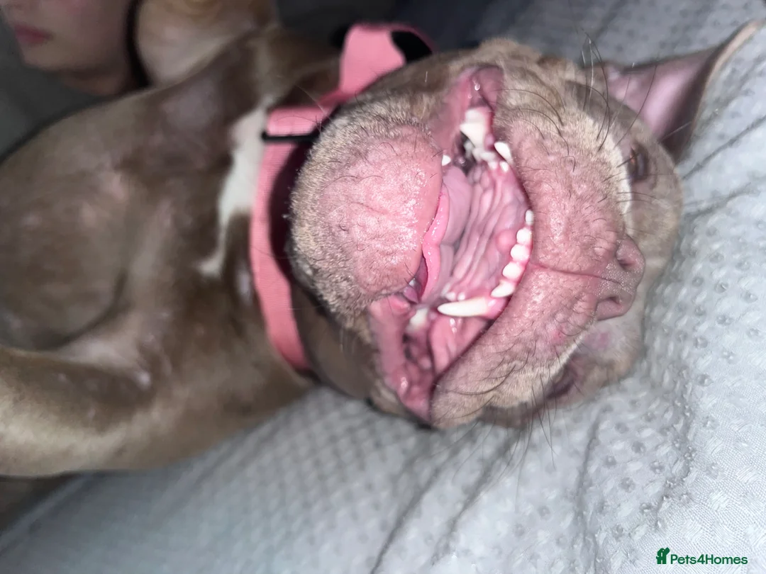 American Bully dogs for sale: Paradise- Pocket Bully in Peterborough - Advert 6