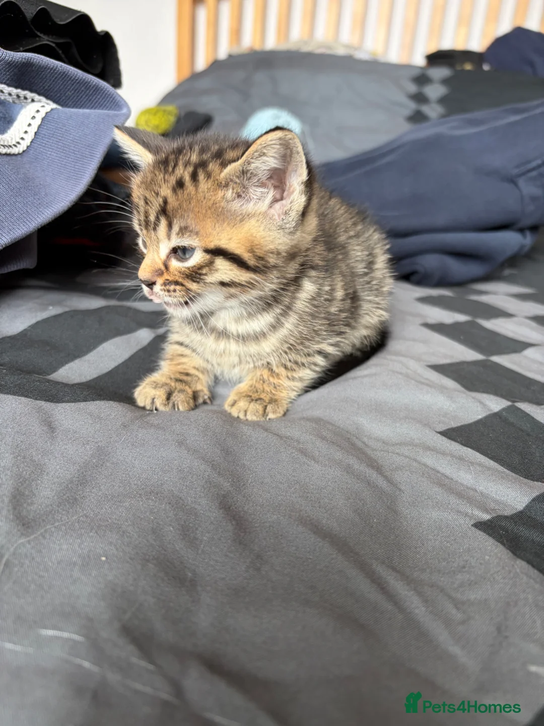 Mixed Breed cats for sale: Kittens for sale  - Advert 4