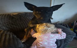 Mixed Breed dogs for sale: Selling my German x Dutch shepherd  - Image 3