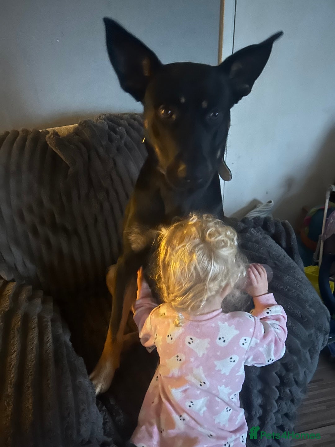 Mixed Breed dogs for sale: Selling my German x Dutch shepherd  - Image 3