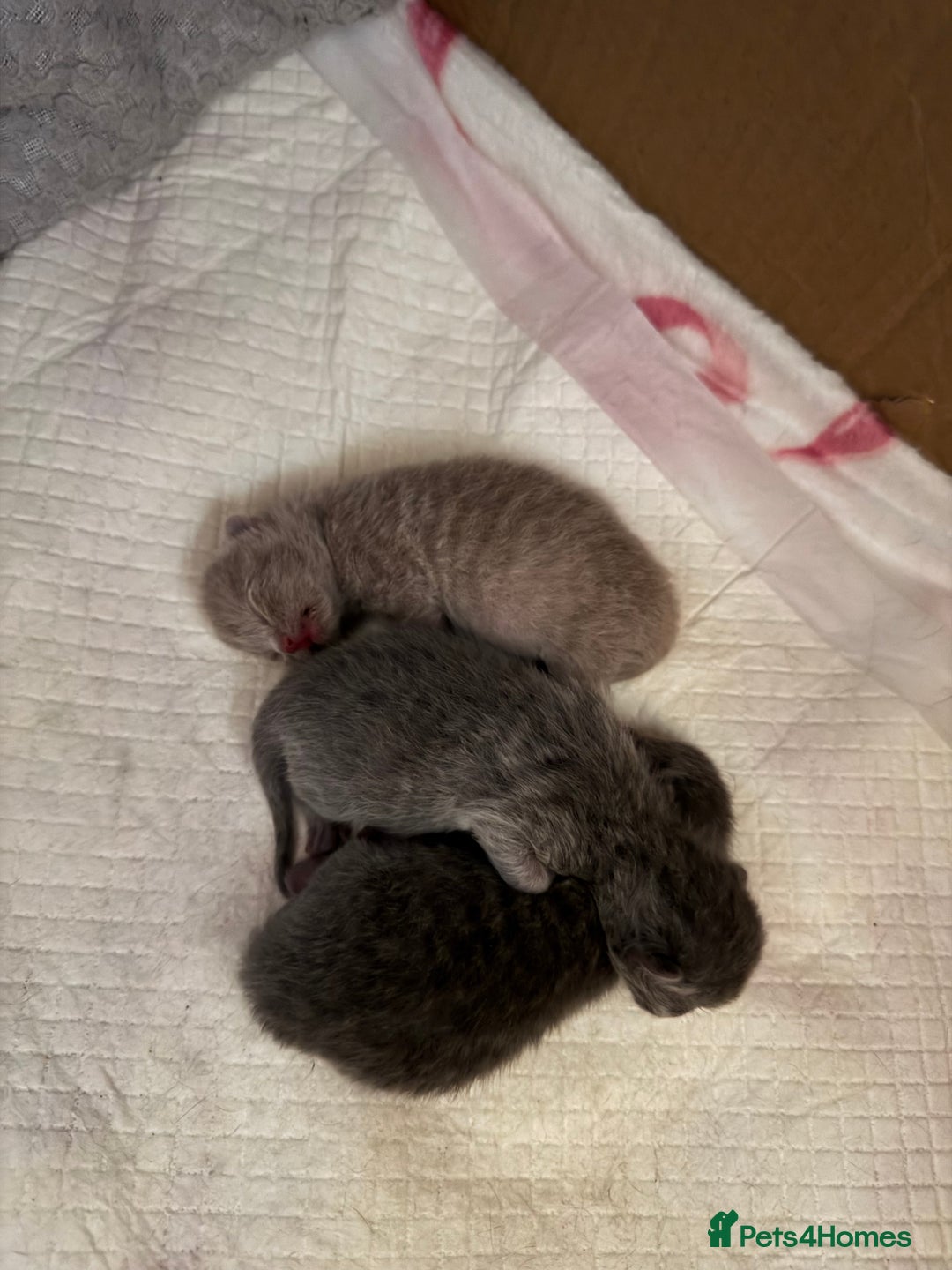 British Shorthair cats for sale: British short hair kittens  - Image 3