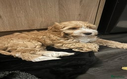 Cockapoo dogs for sale: Cockapoo in Chesterfield - Image 23