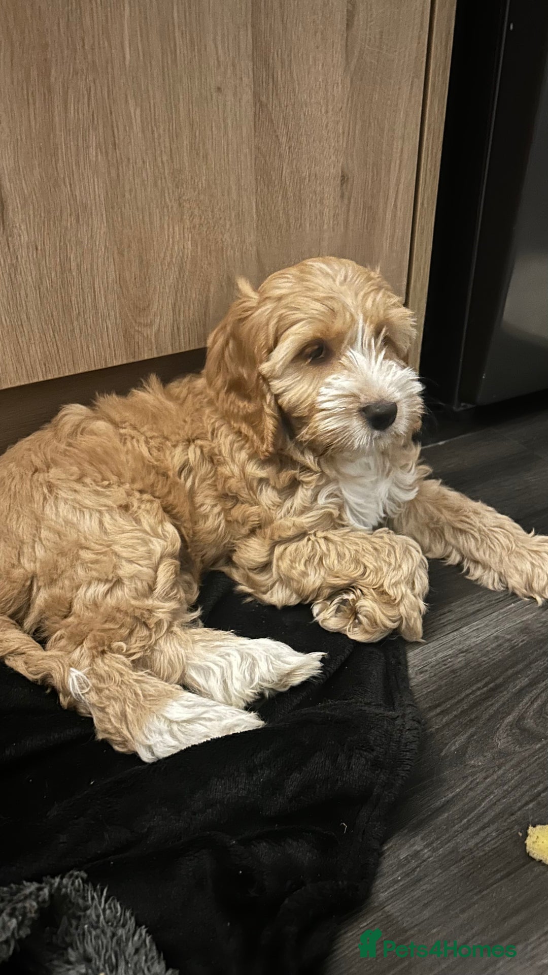 Cockapoo dogs for sale: Cockapoo in Chesterfield - Image 23
