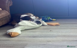American Bulldog dogs for sale: american bulldog  - Image 1