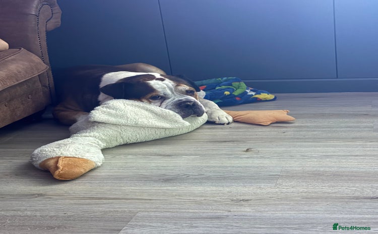 American Bulldog dogs - Advert 1