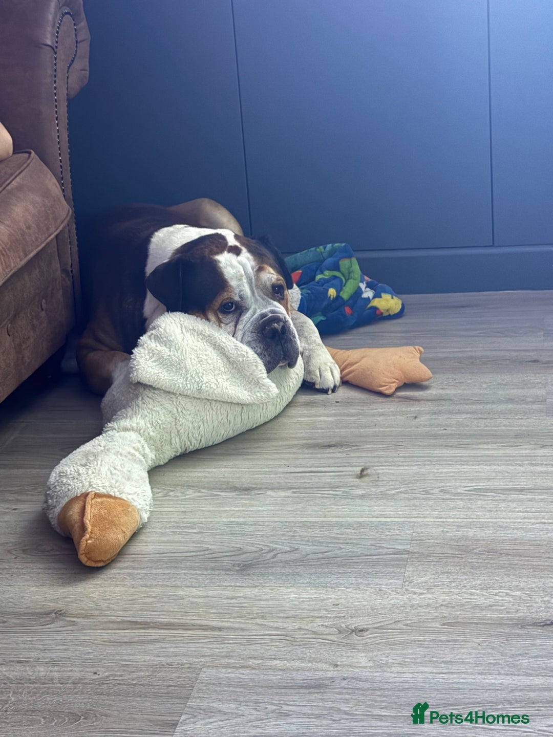 American Bulldog dogs for sale: american bulldog  - Image 1