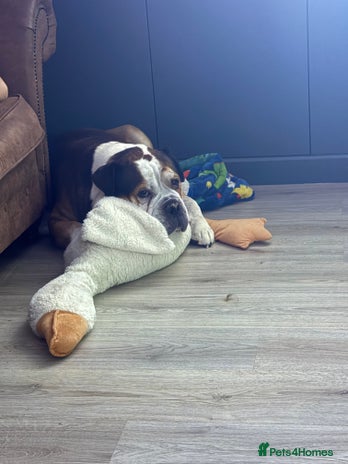 American Bulldog dogs - Advert 1