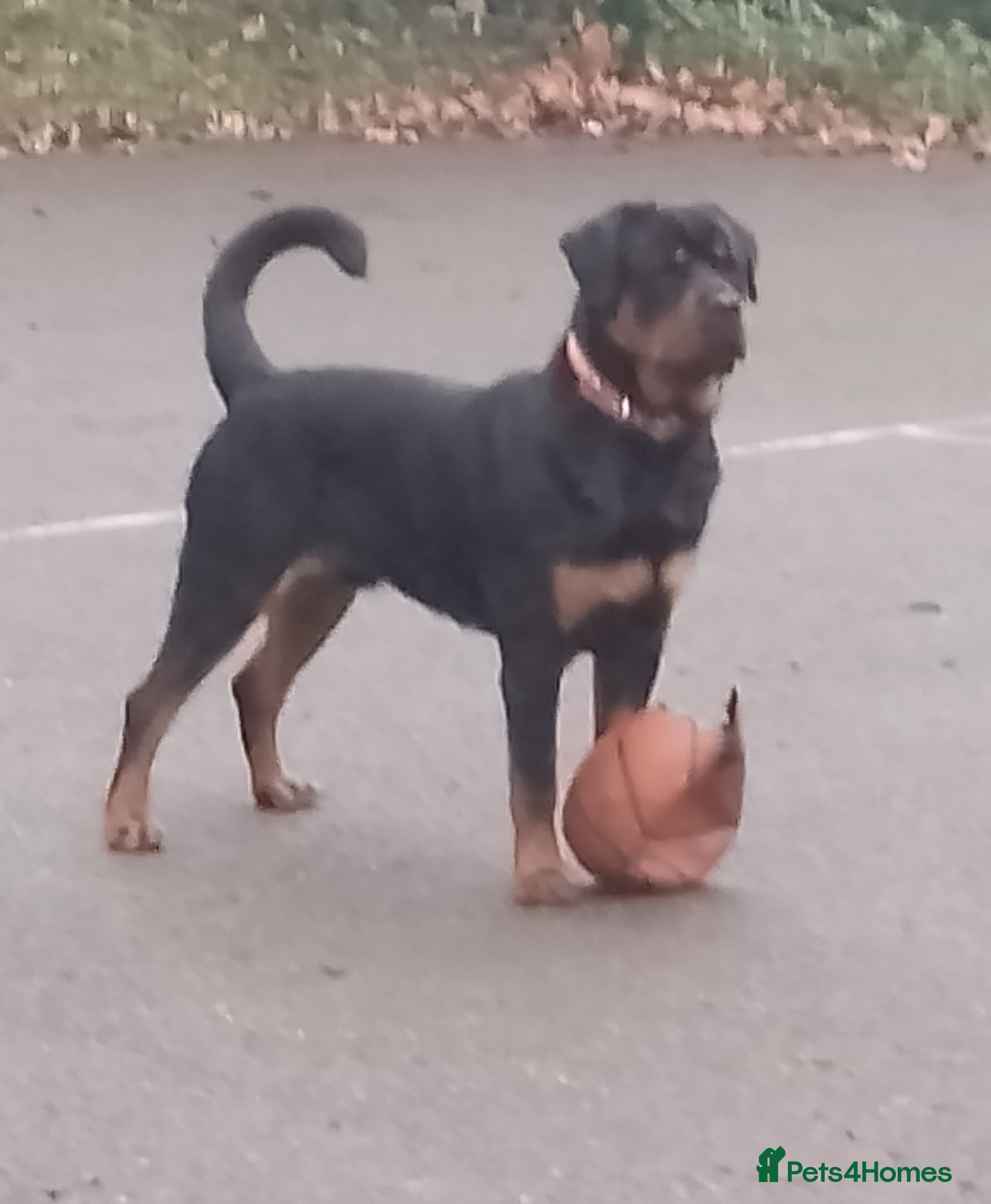 Rottweiler dogs 8Mth Old Rottie Male Pup - Advert 1