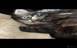 Mixed Breed cats for sale: Fluffy Adorable Kittens - Image 2