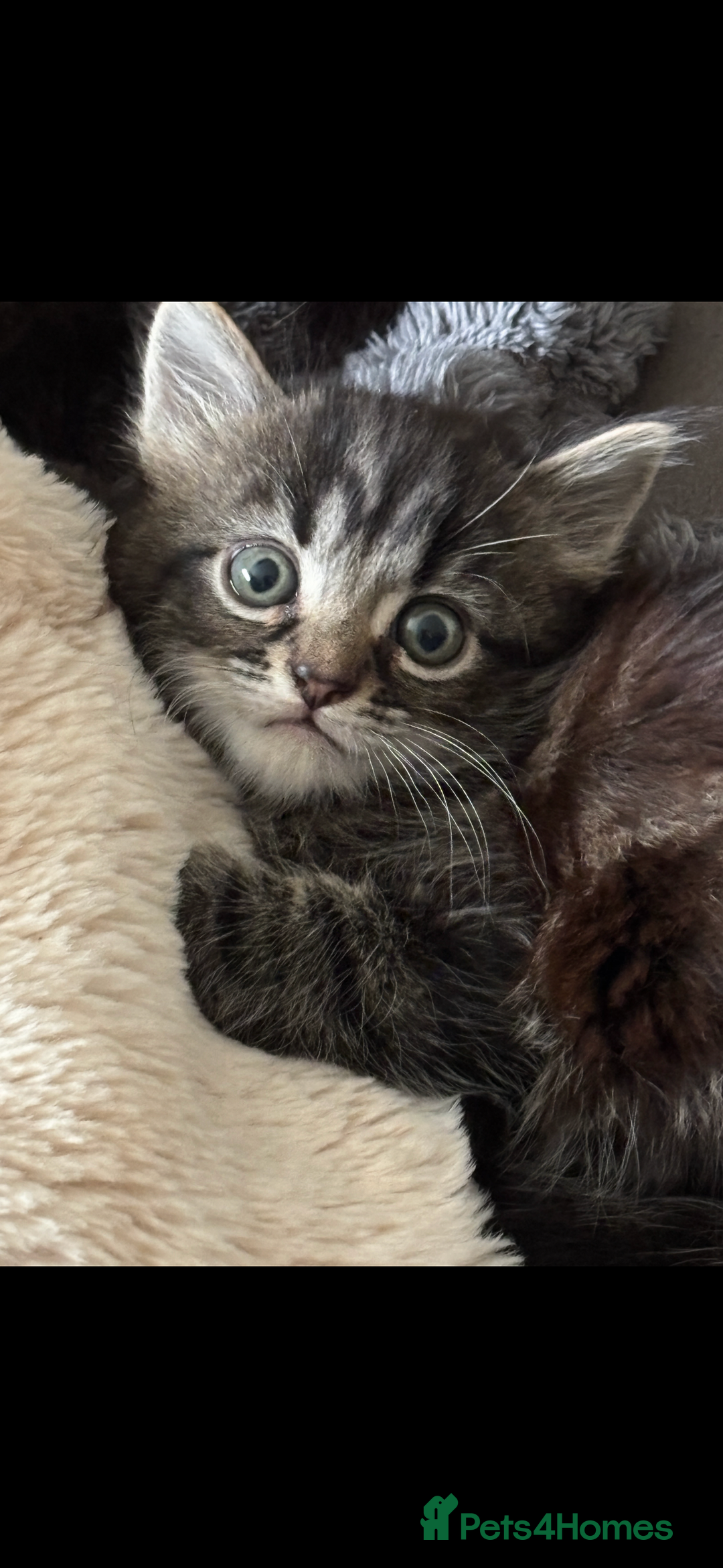 Mixed Breed cats for sale: Fluffy Adorable Kittens - Image 2