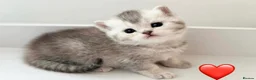 British Shorthair cats for sale: Adorable silver NS11 British shorthair kittens. - Advert 3