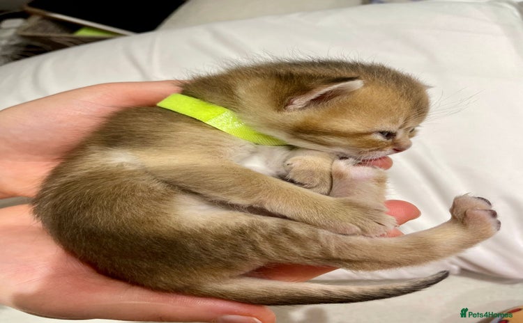 British Shorthair cats Chunky British shorthair  - Advert 1